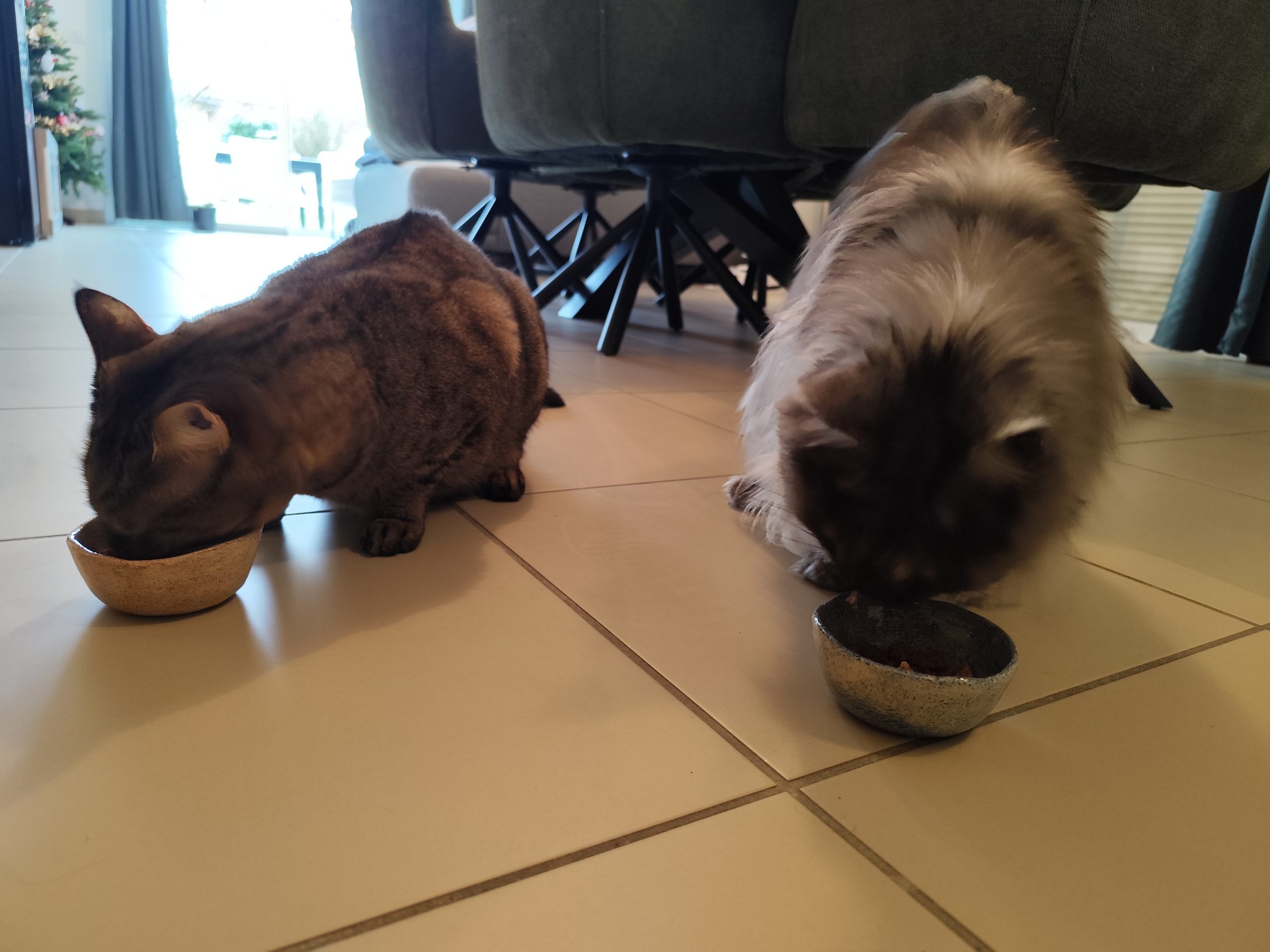 visite à domicile - pets paradise